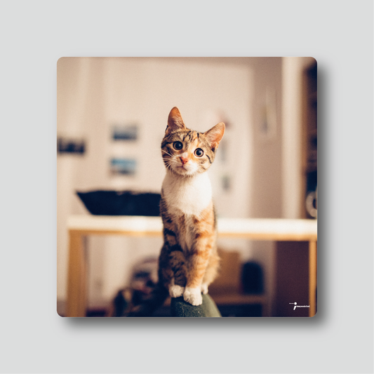 Ceramic Coaster - Animal - Cat